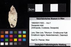 Foto (Objket + Etiketten) von Decapoda indet. 